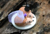 Picture of Hedgehog Wedding Cake Topper